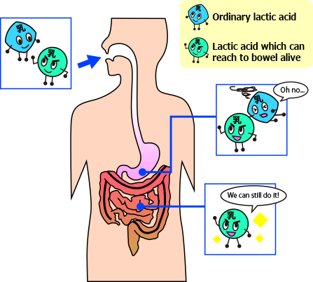 Lactic acid bacterium which is used as nostrum in Japan!!